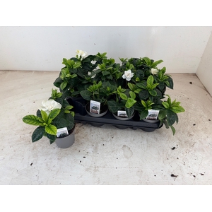 GARDENIA JASMINOIDES