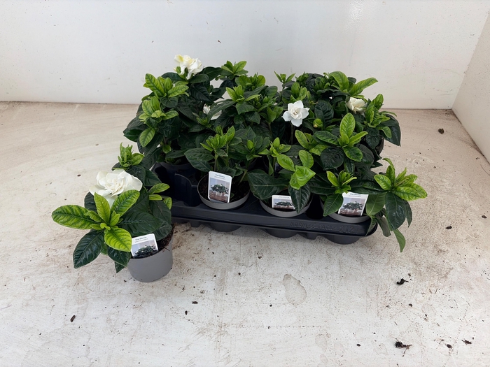 <h4>GARDENIA JASMINOIDES</h4>