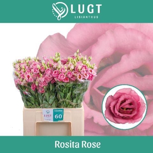 EUS G ROSI ROSE PINK