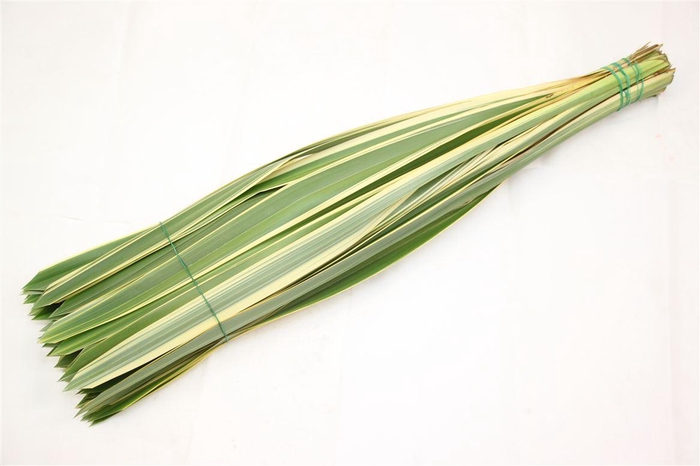 <h4>Phormium Bont</h4>