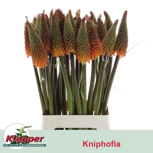 KNIP ALCAZAR