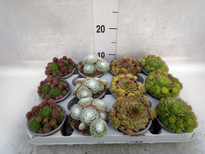 <h4>Sempervivum   ...mix</h4>