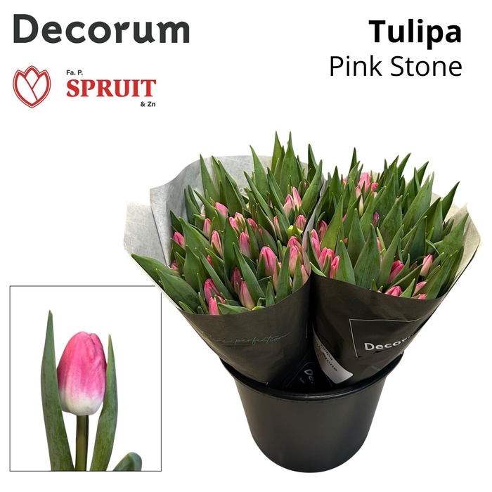 <h4>Tu En Pink Stone Aqua Box 100</h4>