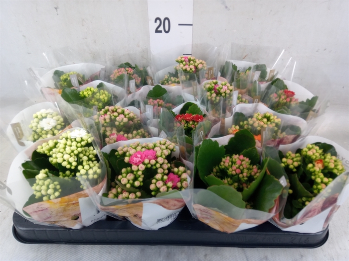 <h4>Kalanchoe blos. 'RosDon Alano'</h4>
