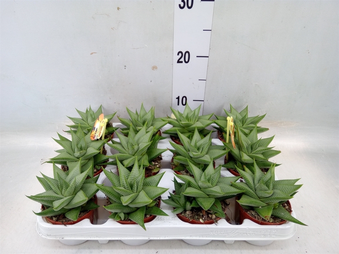 <h4>Haworthia limifolia 'Roux'</h4>