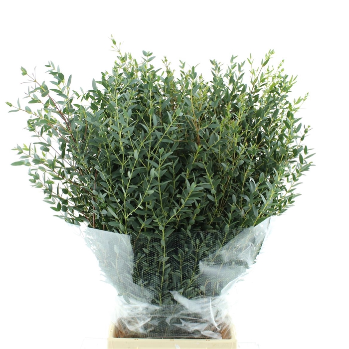 <h4>Euca Parvifolia Long 200 Gr Extra</h4>