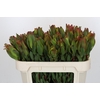 Leucadendron Laurel Yellow