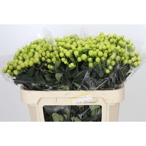 HYPER SMILEY ROMANCE HYPERICUM SMIL