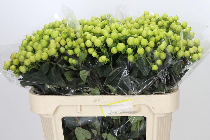 <h4>HYPER SMILEY ROMANCE HYPERICUM SMIL</h4>