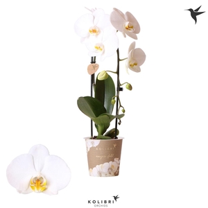 Phal Casc Kolibri White 1 Tak