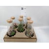 Arr.   Kamerplant Groen H%