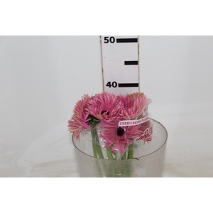 GERBERA SPIDER AMAZING < 050 CM > 10 CM DIAM
