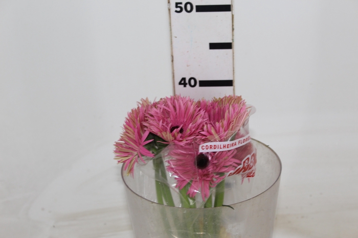 <h4>GERBERA SPIDER AMAZING < 050 CM > 10 CM DIAM</h4>