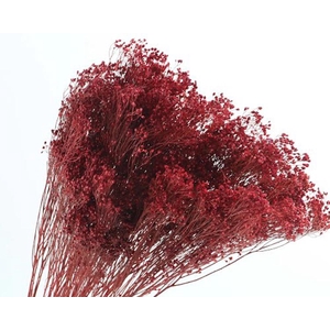 Broom Bloom Red