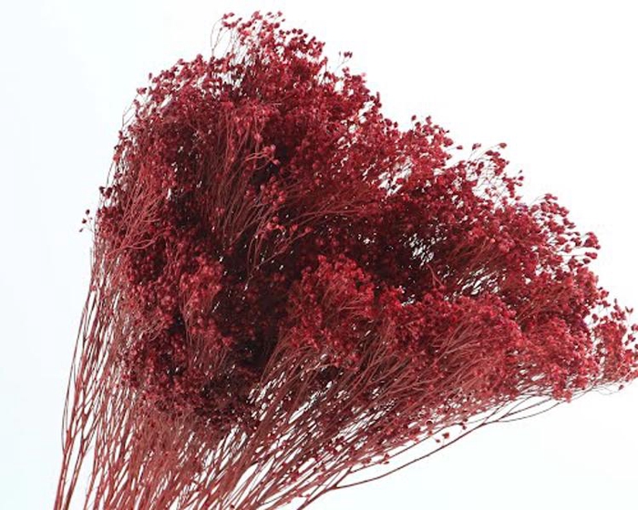 <h4>Broom Bloom Red</h4>