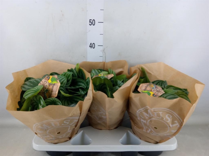 <h4>Peperomia argyreia</h4>