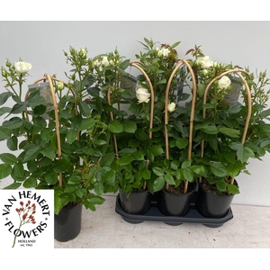 ROSA FL CHRYS SELECT