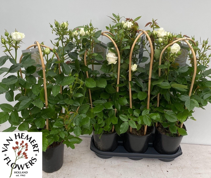 <h4>ROSA FL CHRYS SELECT</h4>