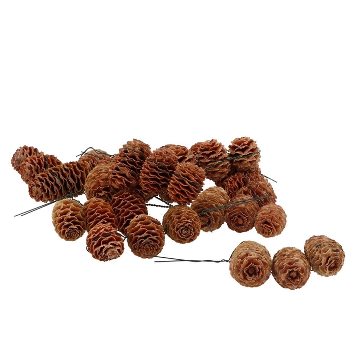 <h4>Pick Nature Leuc Sabulosum Streng P/40 2025</h4>