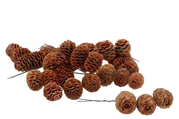 Pick Nature Leuc Sabulosum Streng P/40 2025