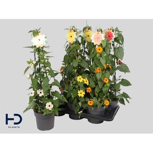 THUNBERGIA ALATA MIX P17