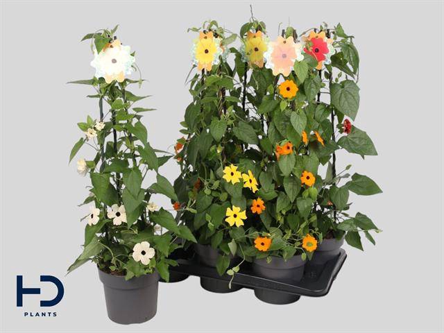 <h4>THUNBERGIA ALATA MIX P17</h4>