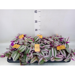 Tradescantia cerinth. 'Nanouk'