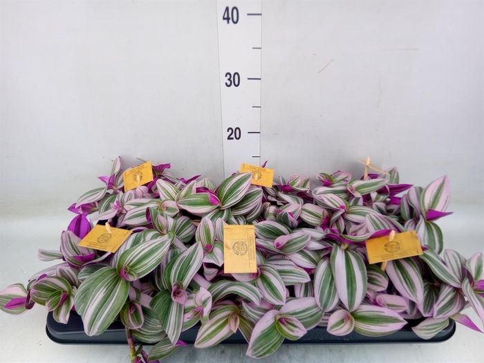 <h4>Tradescantia cerinth. 'Nanouk'</h4>