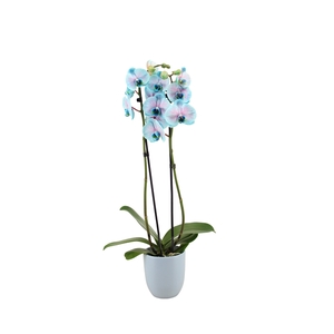 Hugo Blue Light Phal I Am Bubblegum 2T14+