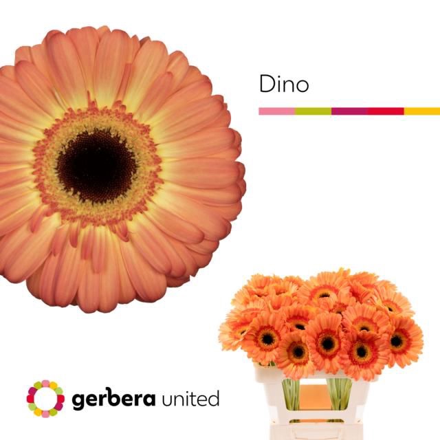 <h4>GE GR DINO+</h4>
