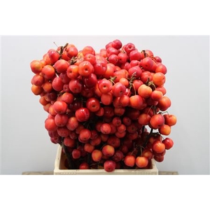 F Malus Red Sentinel Toppers Extra