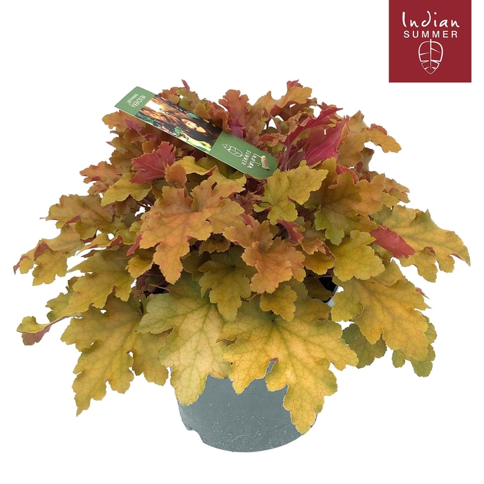 <h4>Heuchera Indian Summer P19 Orange</h4>