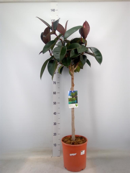 <h4>Ficus   ...</h4>