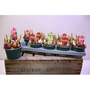 arr8 Tul Gem 3 Kleuren