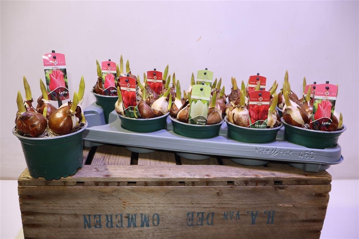 <h4>Tul Gem 3 Kleuren</h4>