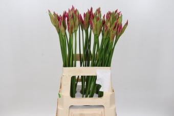 Nerine Ras van Roon