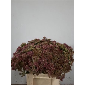 Sedum Spectabile