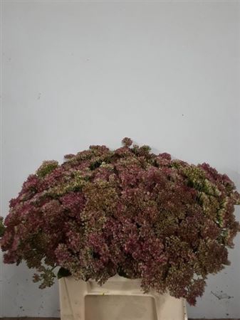 <h4>Sedum Spectabile</h4>