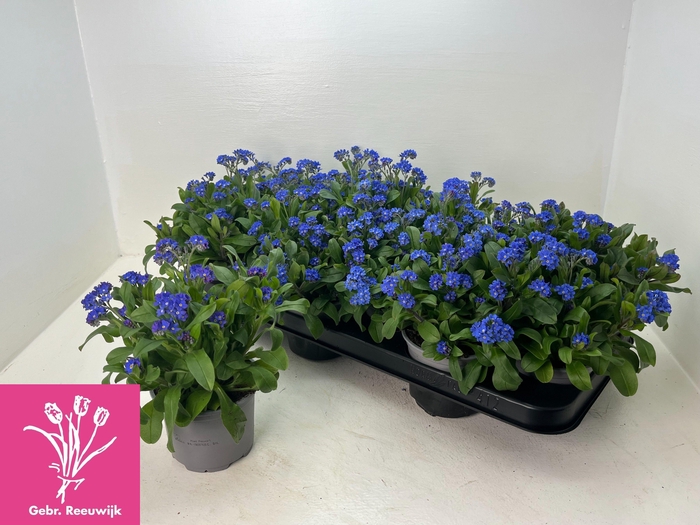 <h4>MYOS SY MON AMIE</h4>