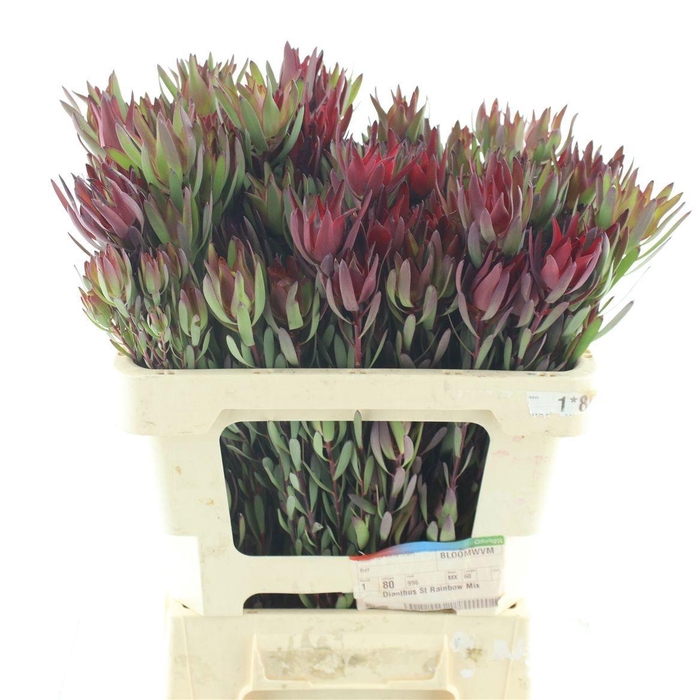 <h4>LEUCAD SAL BLUSH</h4>