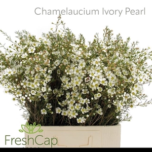 CHAME IVORY PEARL