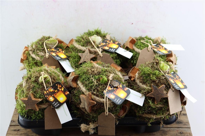 <h4>Arr Hipp Mosbol Star Natural Lights Mo-02</h4>