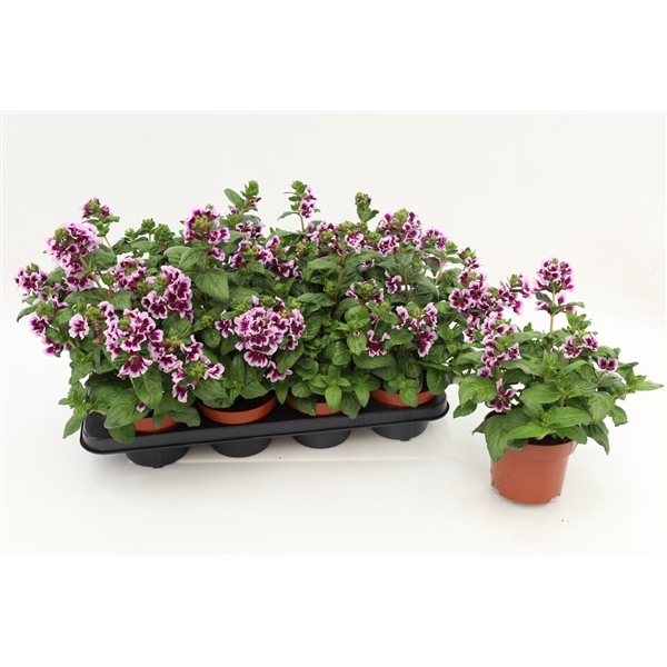 <h4>Cuphea Lavender Splash</h4>