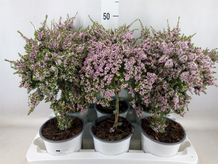 <h4>Thryptomene saxicola</h4>