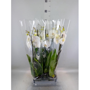 Phalaenopsis  'White World'
