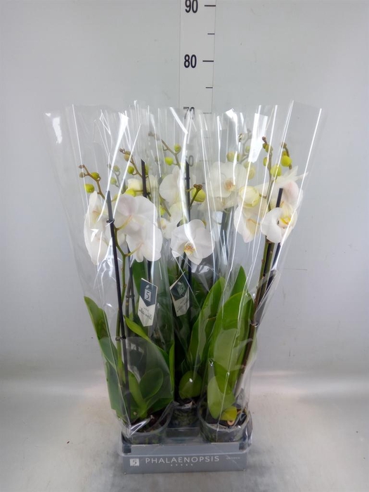 <h4>Phalaenopsis  'White World'</h4>