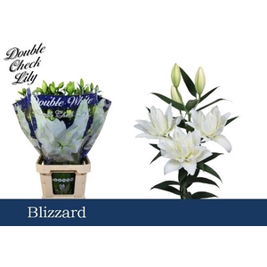 LI OT BLIZZARD DU