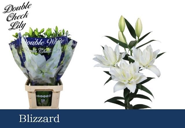 <h4>LI OT BLIZZARD DU</h4>