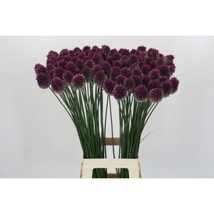 Allium Sphaerocephalon