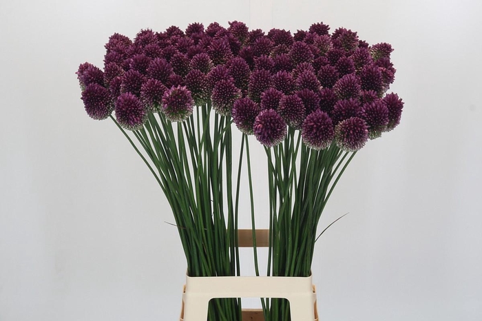 <h4>Allium Sphaerocephalon</h4>